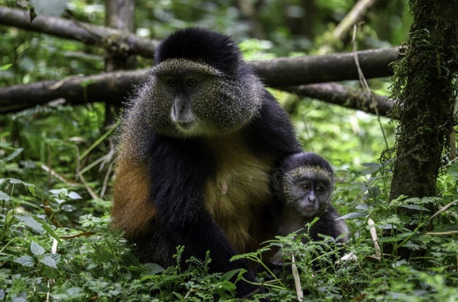 Gishwati-Mukura National Park, Rutsiro & Ngororero, Western Province, Rwanda